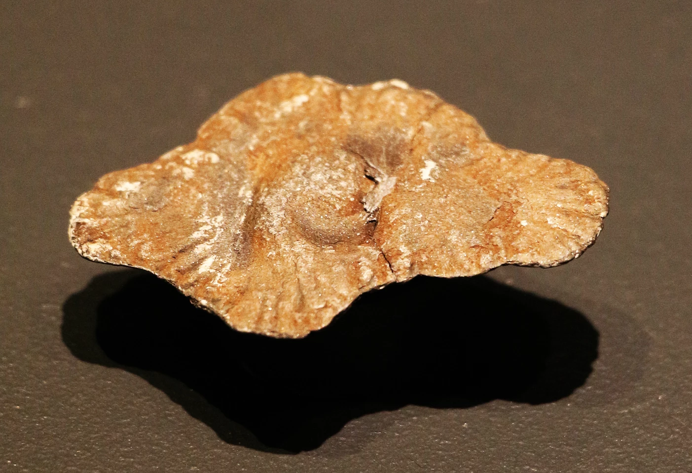 A Francevillian "fossil" on display at the Natural History Museum, Vienna