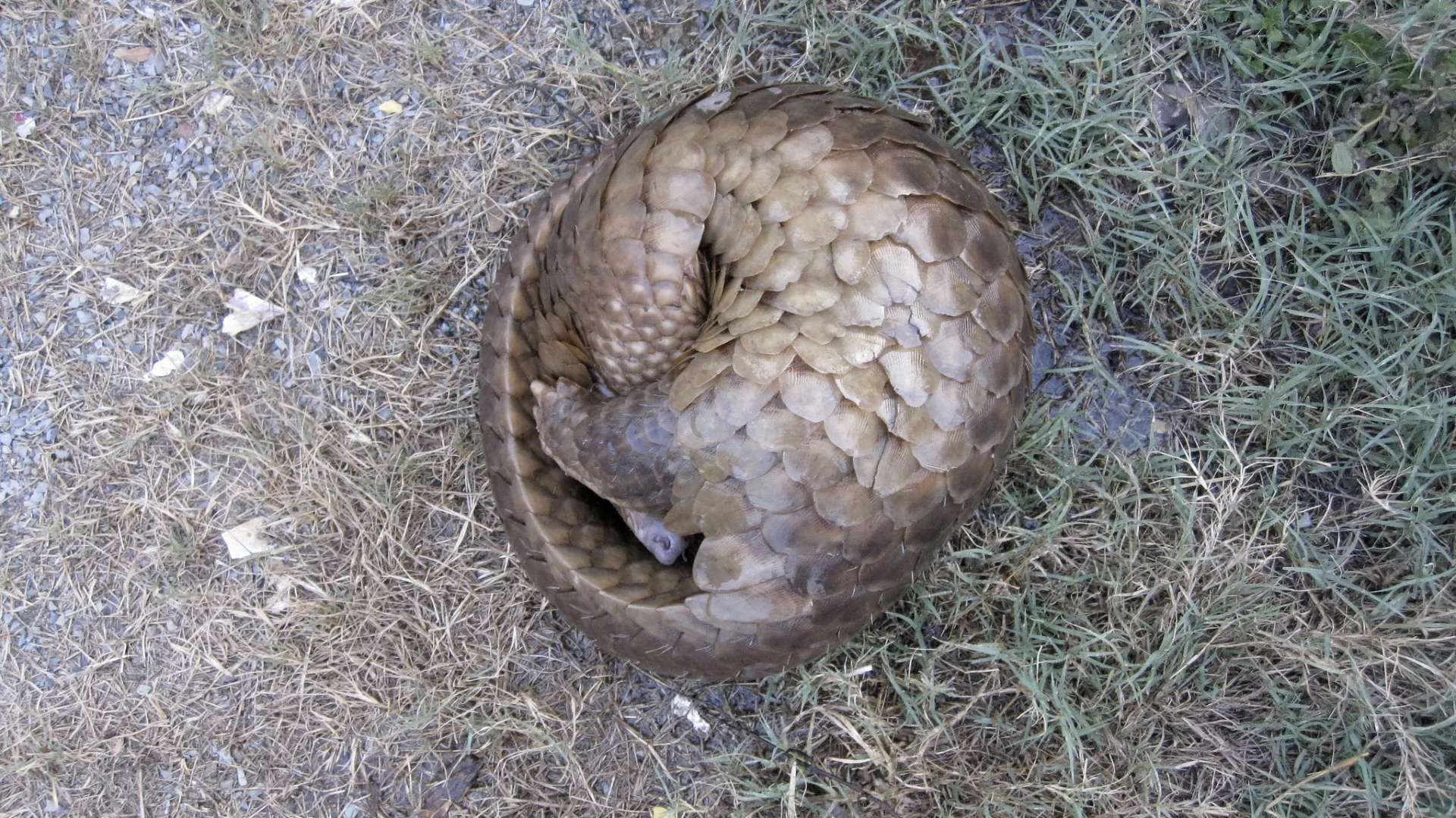 The Alpha helmet was inspired by the pangolin,