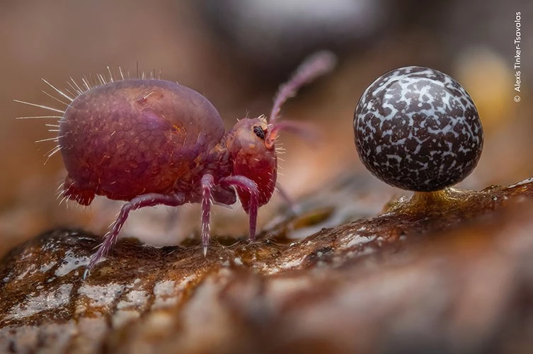 The winner of the youth competition is entitled "Life Under Dead Wood" and was taken by 17-year-old photographer Alexis Tinker-Tsavalas from Germany. It shows an insect called a springtail facing the fruiting body of a slime mold.