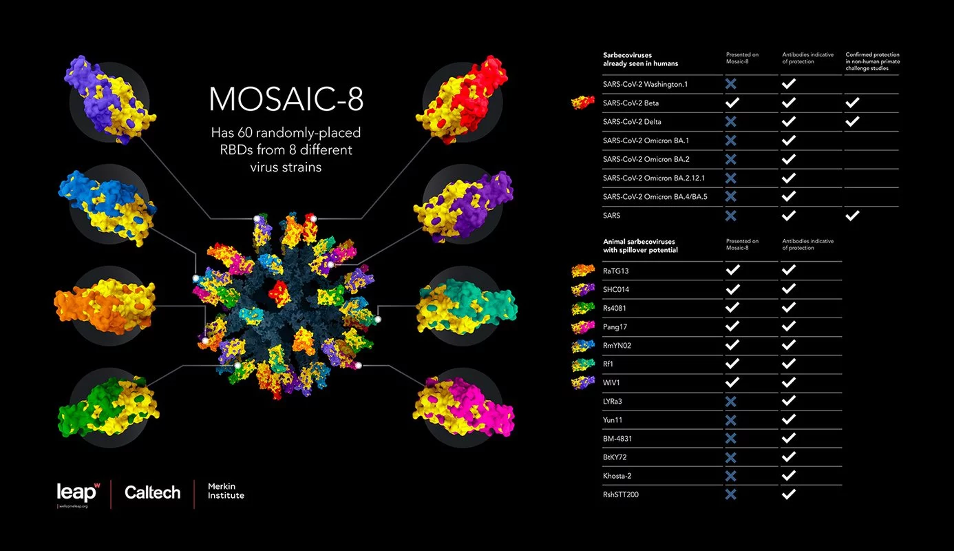 This infographic illustrates the new vaccine, composed of RBDs from eight different viruses. The table shows the broad spectrum of SARS-CoV-2 variants and related coronaviruses that the vaccine induces protection against