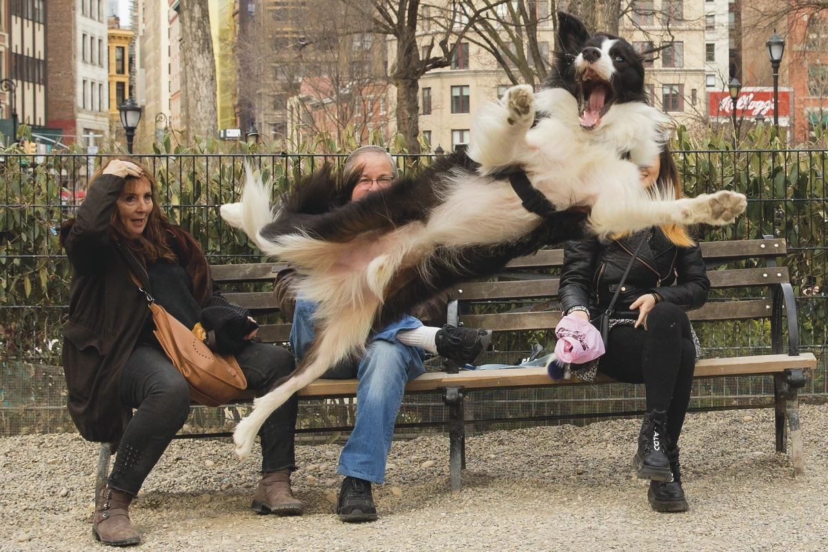 "Barking" (USA)