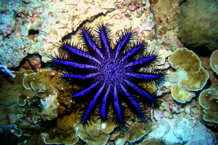 Like other organisms, the crown-of-thorns starfish passes its DNA into the surrounding environment