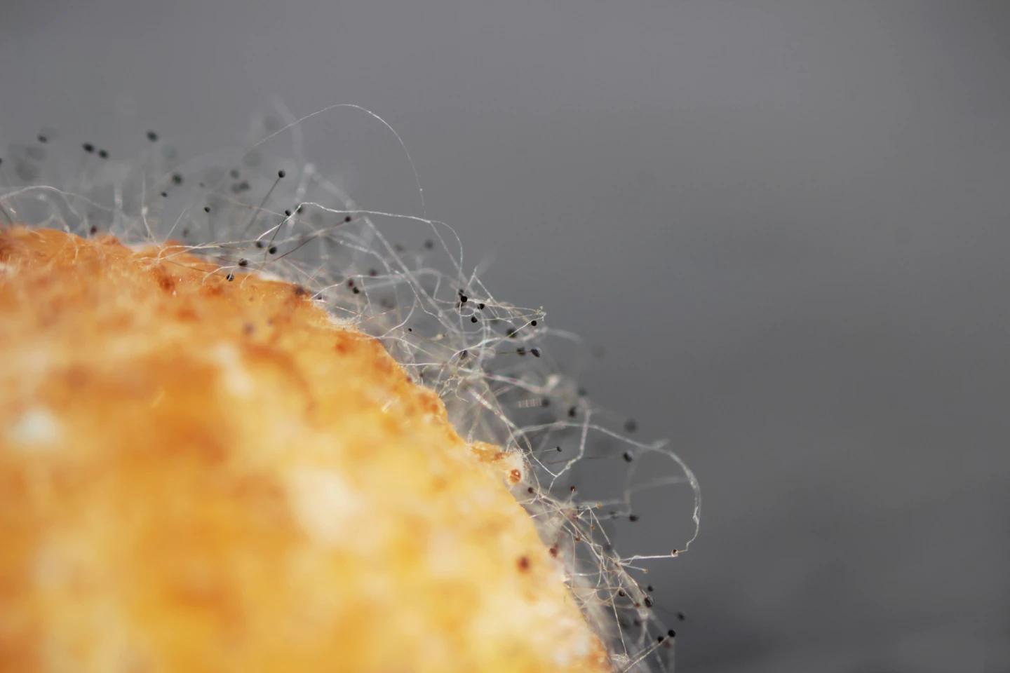 Aspergillus flavus up close