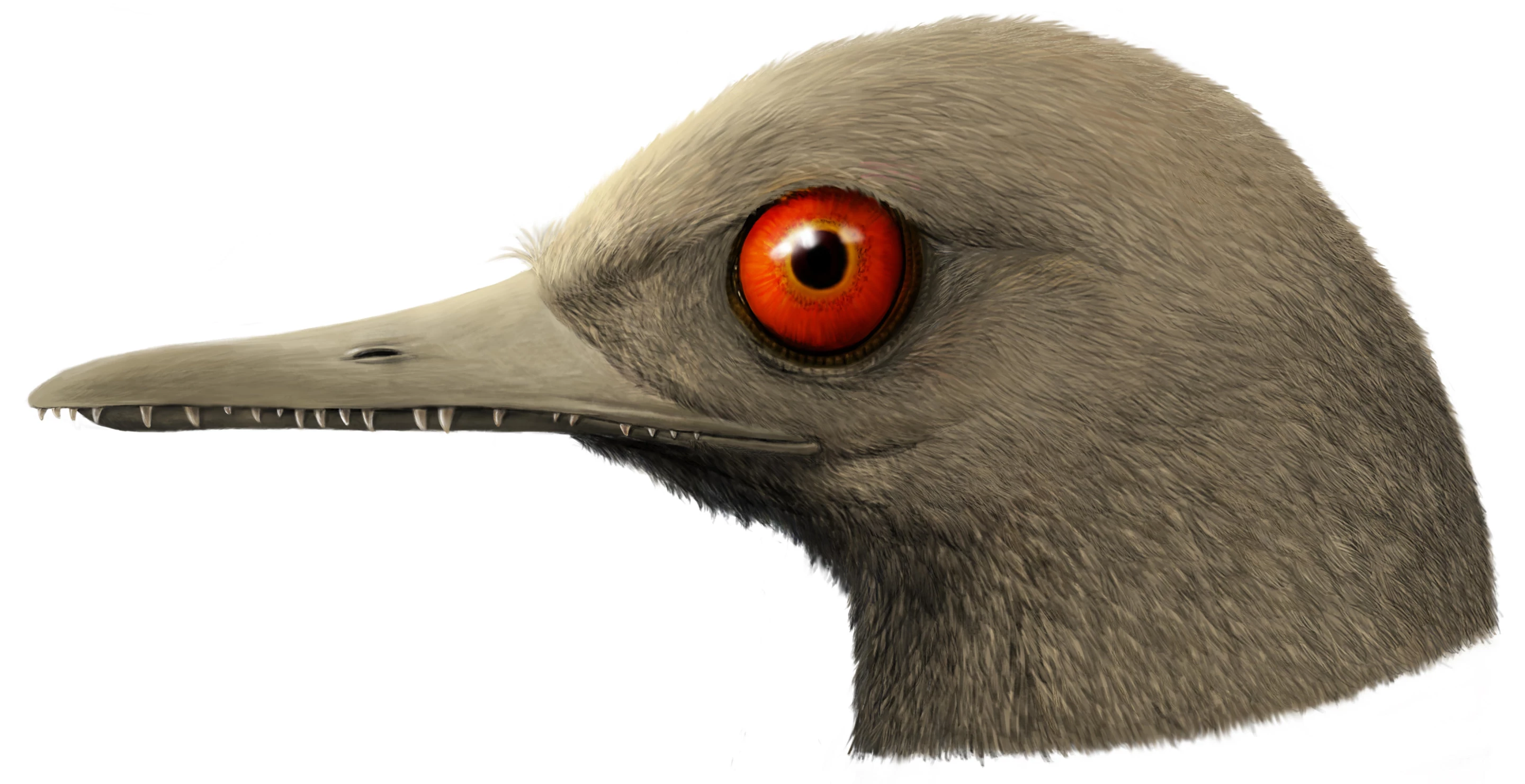 Artist's rendering of Oculudentavis