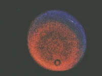 Uranus (falsely colored) (Image: NASA)