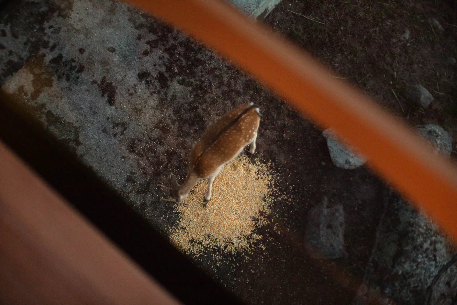 The SynVillan's glass floor area offers visitors a bird's eye view of the local wildlife feeding