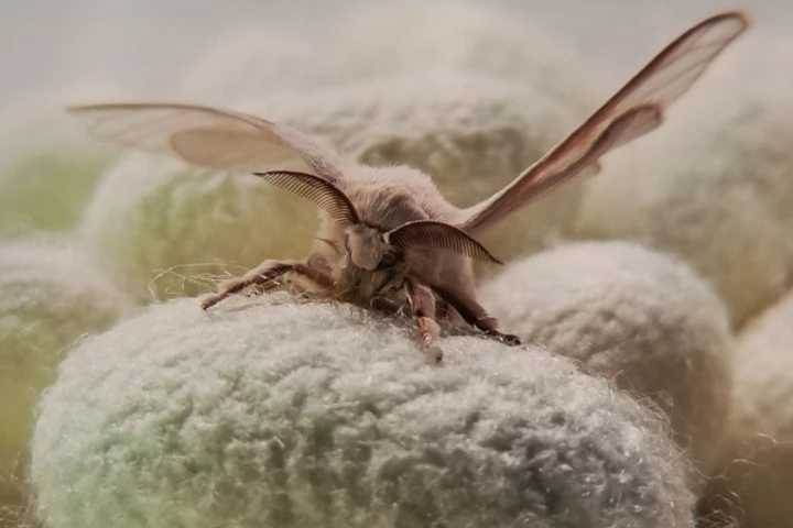 Spider silk is notoriously difficult to mass produce but a company may have solved the production problem by genetically modifying silkworms with spider silk genes
