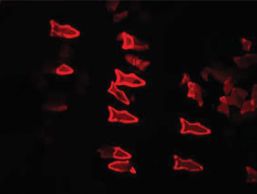 As PDA nanoparticles in the microfish bodies bind with toxins, the microfish turn fluorescent red