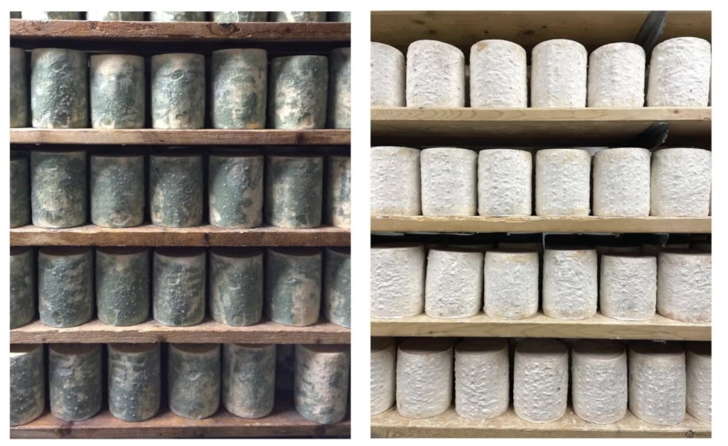 The mold on the rind of Bayley Hazen Blue cheese: the original green and the evolved white several years later
