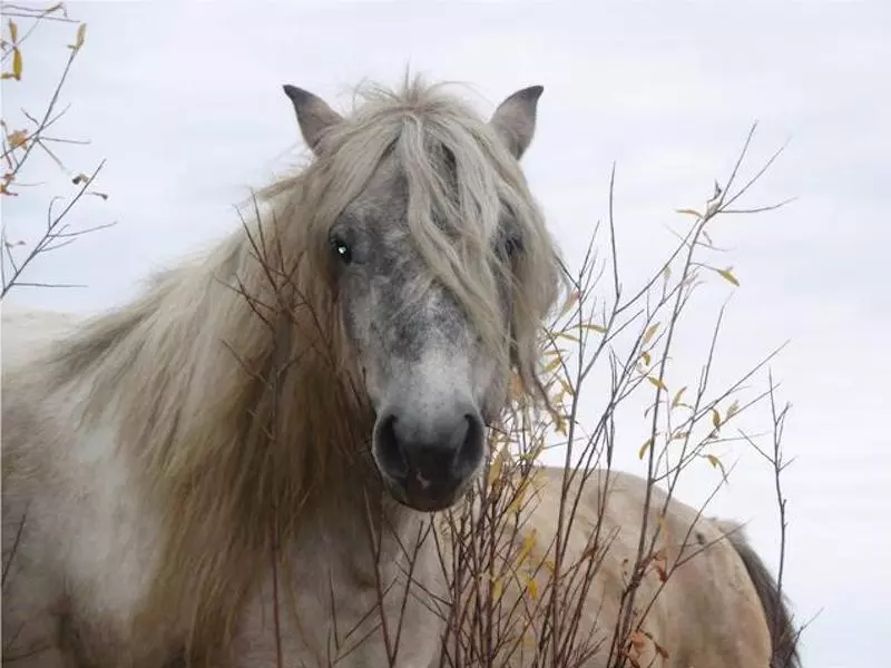 Yakutian horses at Pleistocene Park