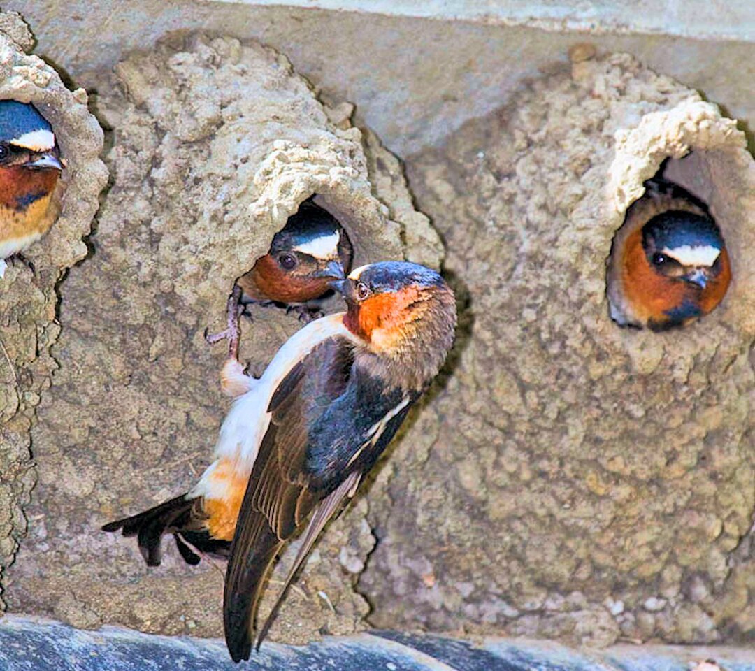 Cliff swallows feeding their chicks still in the nest (Photo: Marlon Harms via Wikimedia Commons)