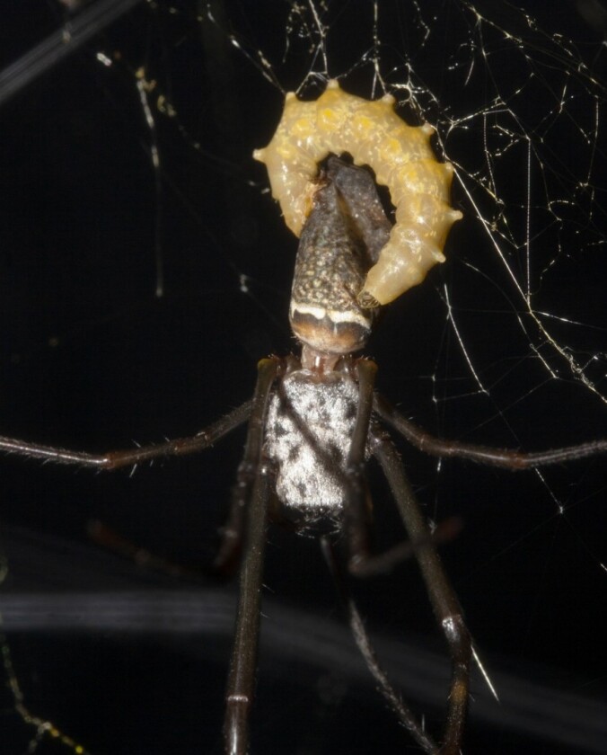 After the web is built, the wasp larva eats the hapless spider
