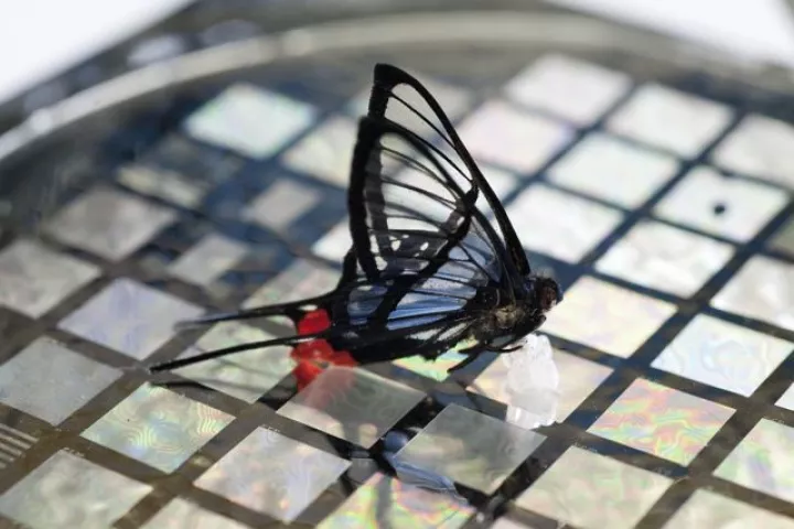 Stanford University's touch-sensitive artificial skin can detect the weight of a butterfly