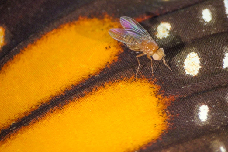 A fruit fly on the wing of a monarch butterfly