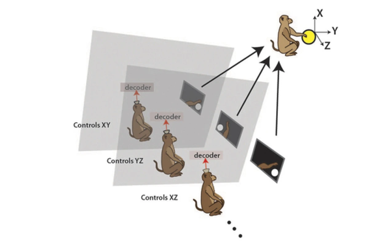 Three rhesus macaque monkeys were made to operate the arm of a virtual monkey, while seated in separate rooms with either a handheld joystick or a brain control technique using special algorithms