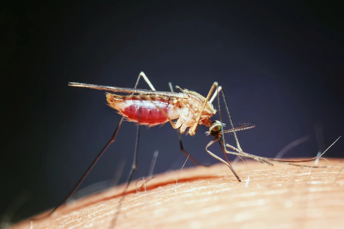 Mosquitos may be no match for graphene