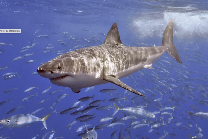 Ocean enemy number one: The great white shark (Carcharodon carcharias)