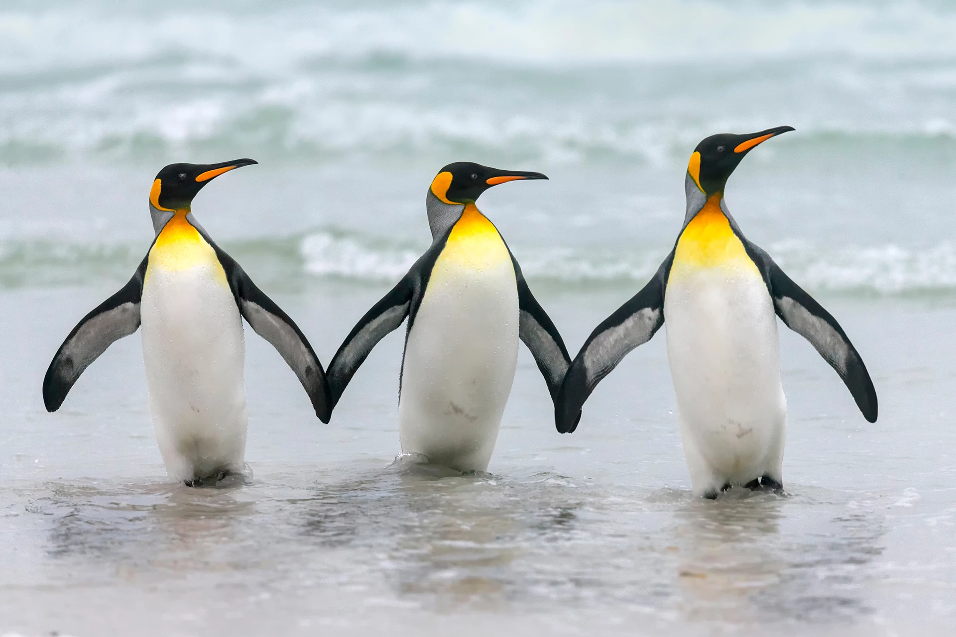 "Fellowship" : King Penguin, Islas Malvinas