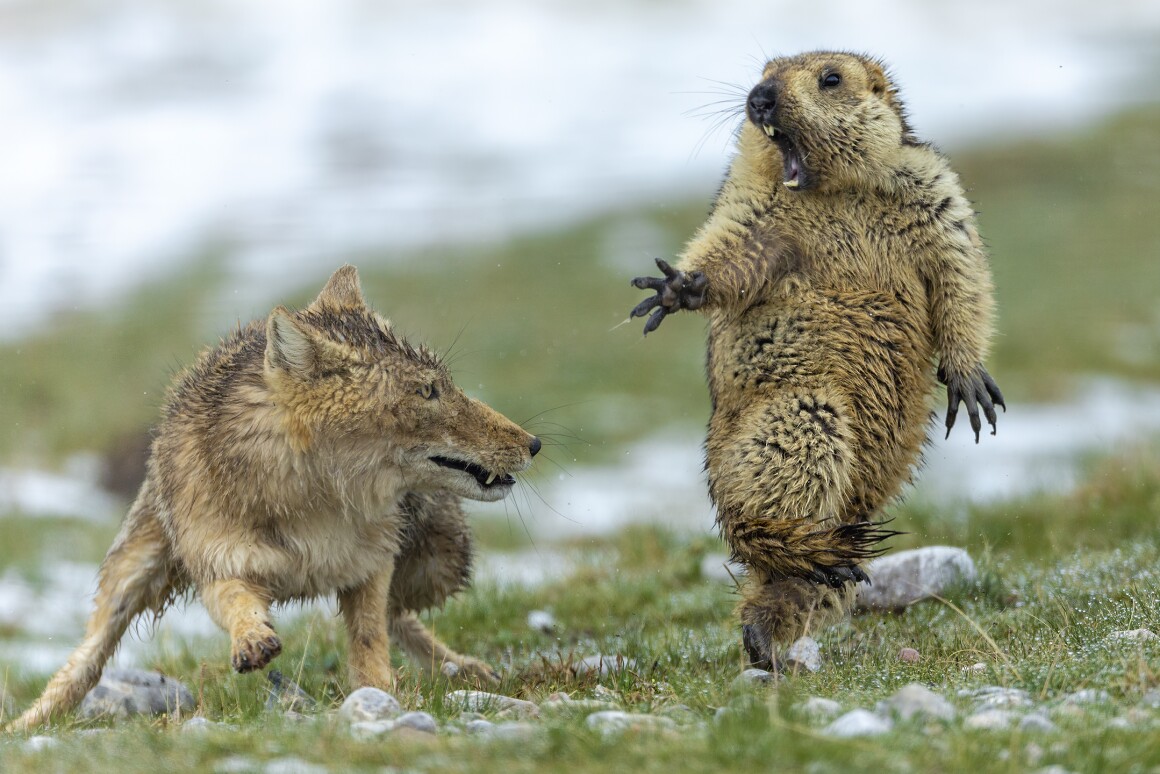 Overall Winner 2019, plus Winner in Behaviour: Mammals. Early spring on the alpine meadowland of the Qinghai–Tibet Plateau, in China’s Qilian Mountains National Nature Reserve