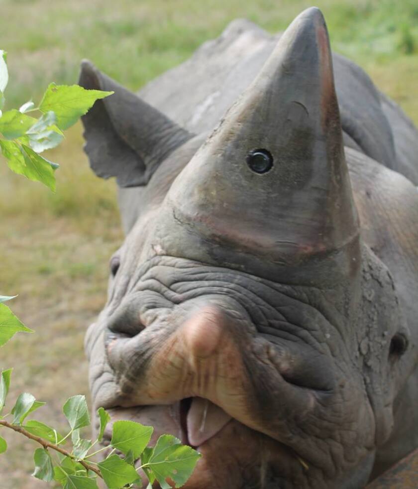 Along with the horn-cam, the Protect RAPID system also incorporates a GPS satellite collar and a heart rate monitor, which are likewise put onto sedated wild rhinos