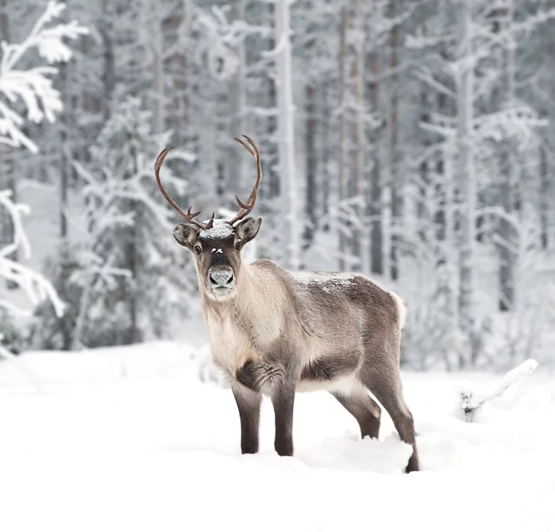Reindeer could be at risk of catastrophic die-off on the Norwegian archipelago of Svalbard due to climate change, scientists say