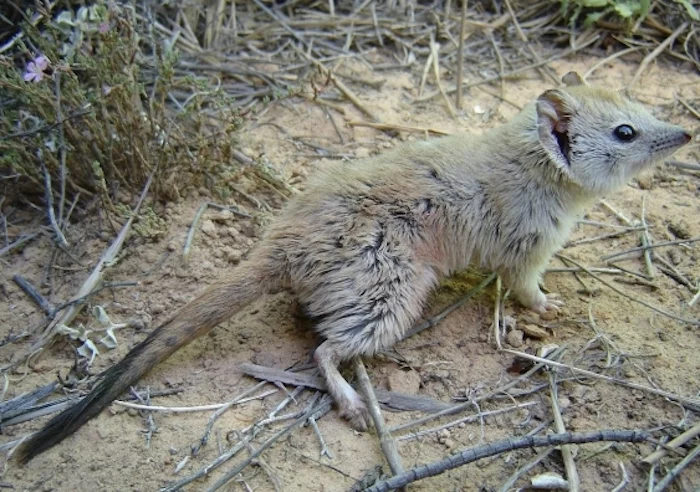 The Crest-tailed Mulgara is a species of marsupial that was recently rediscovered living in an area where it had been presumed extinct for about 100 years