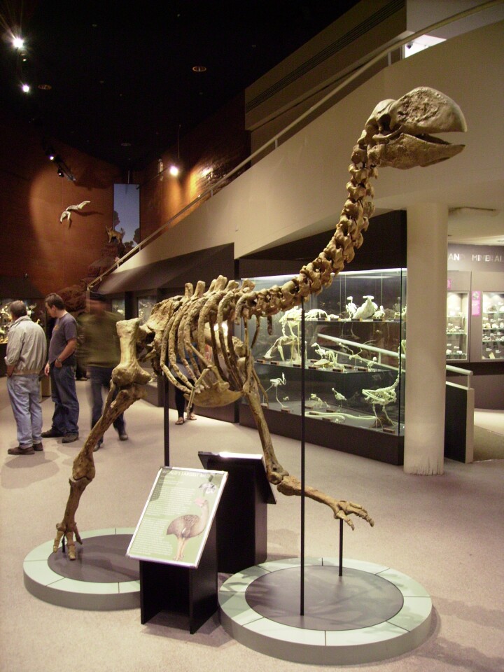 A reconstructed skeleton of Dromornis planei, on display in the Museum of the Northern Territory, Alice Springs, Australia