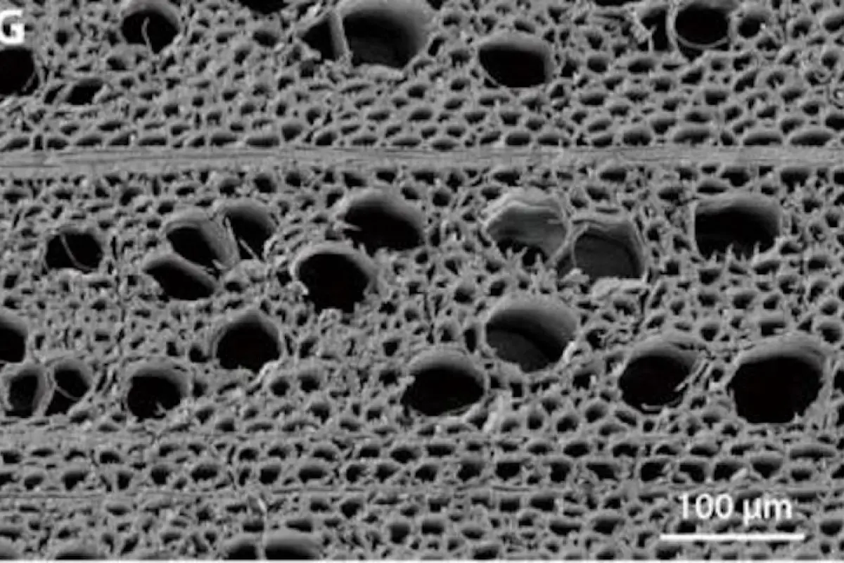 A new wooden filtration membrane has outperformed existing versions in early experiments, owing to its very porous nature