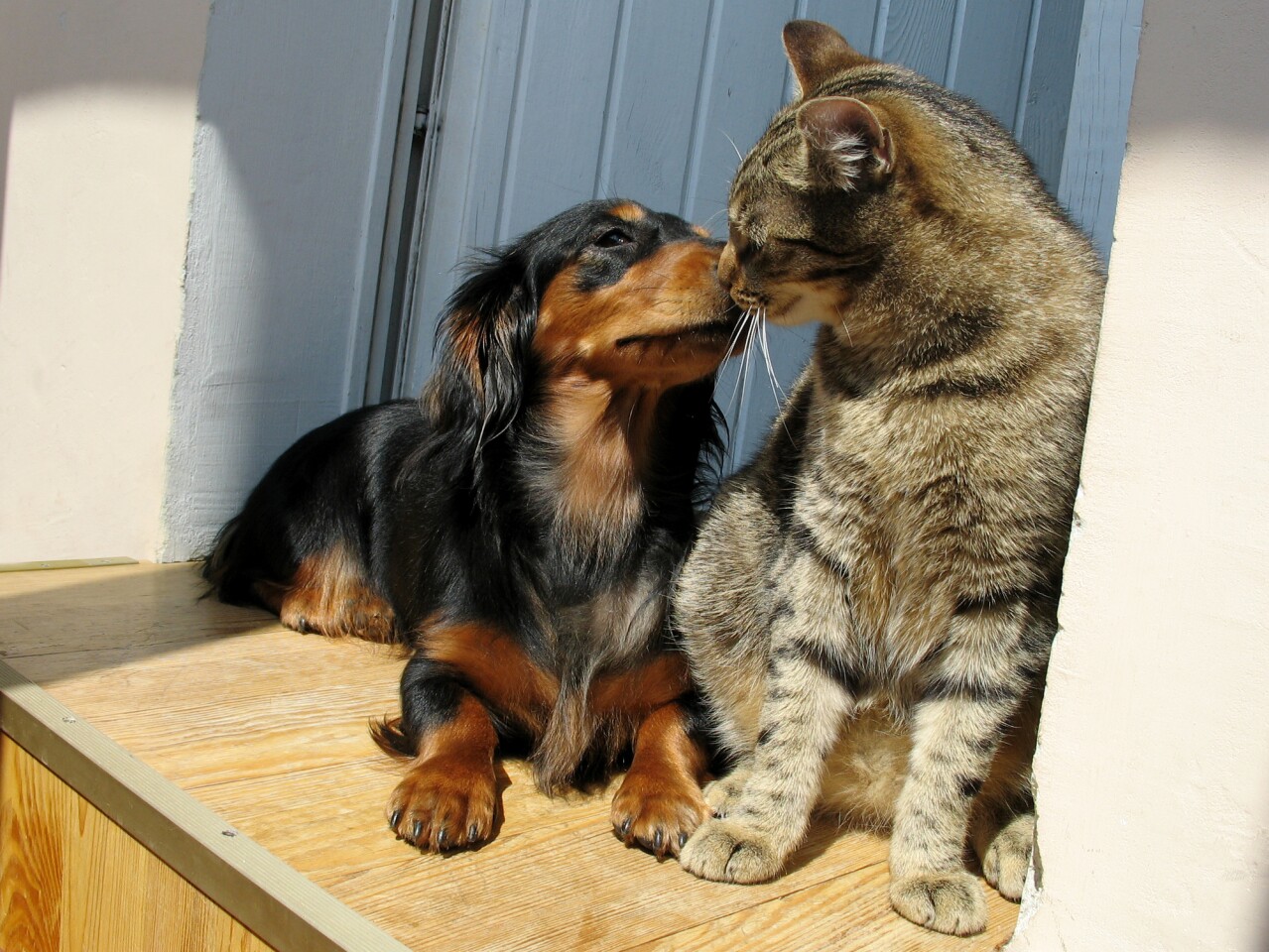 Pheromones Can Help Cats And Dogs Under The Same Roof Get Along