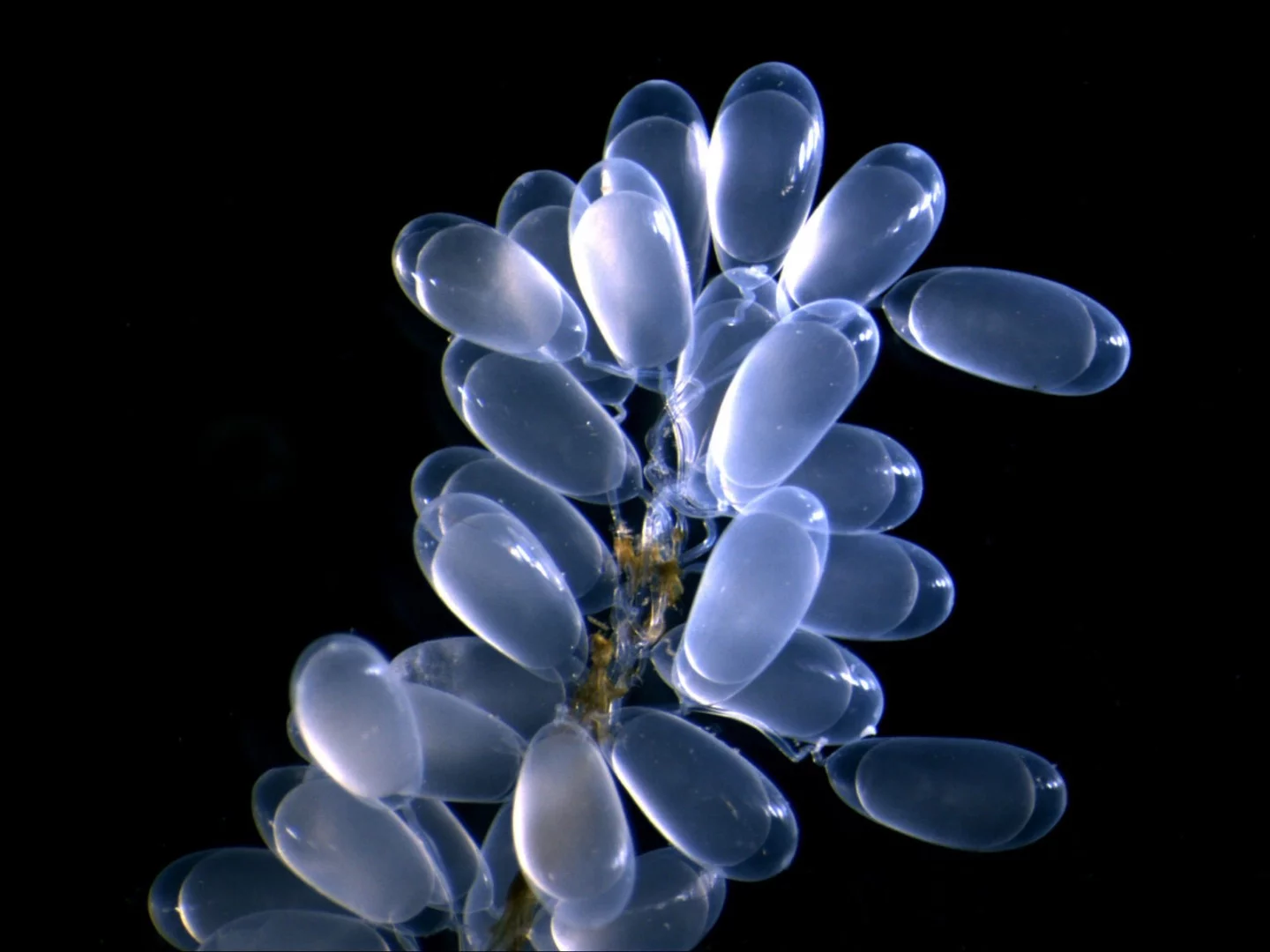 Image of Distinction: Freshly laid midget octopus eggs