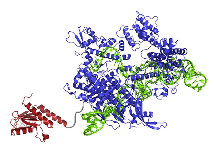 A newly created DNA base editor contains: an atom-rearranging enzyme (red) that can change adenine into inosine (read and copied as guanine); guide RNA (green) which directs the molecule to the right spot; and Cas9 nickase (blue), which snips the opposing strand of DNA and tricks the cell into swapping the complementary base