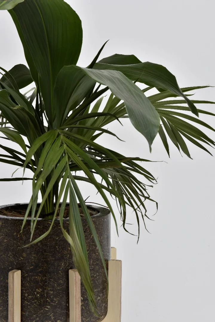 Don't worry – the cow manure was sterilized before being used in the furniture