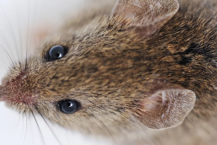 An infusion of blood from young mice has led to cognitive improvements in older mice (Photo: Shutterstock)