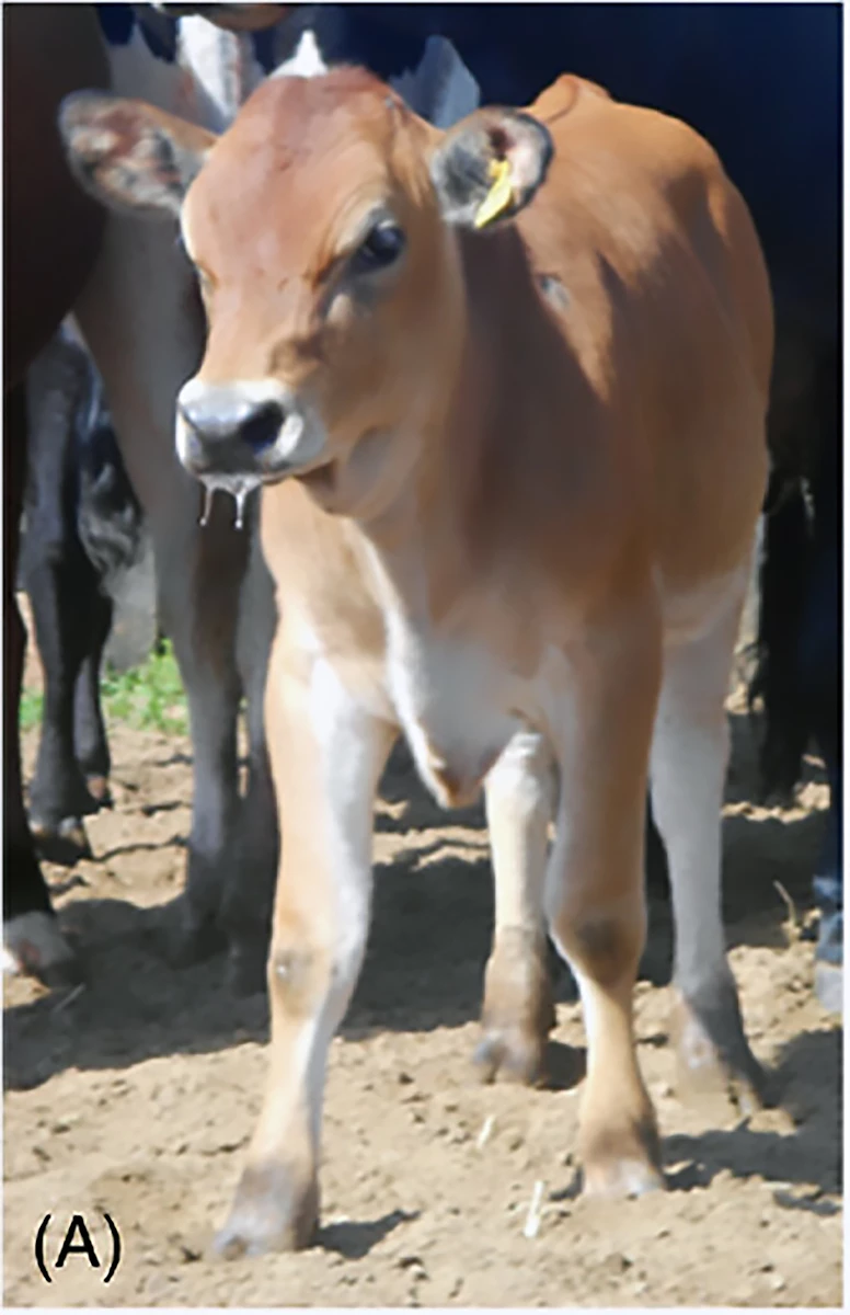 The human insulin-producing transgenic cow