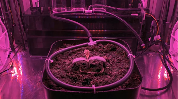 MEG (Micro Experimental Growing) is the brainchild of a team of Italian engineers, who is looking to demonstrate that just about anything can be grown in any location