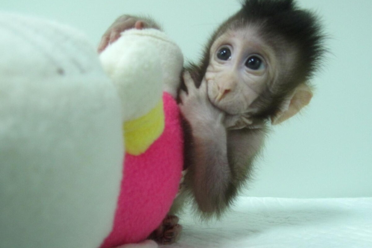 One of the cloned monkeys, named Zhong Zhong