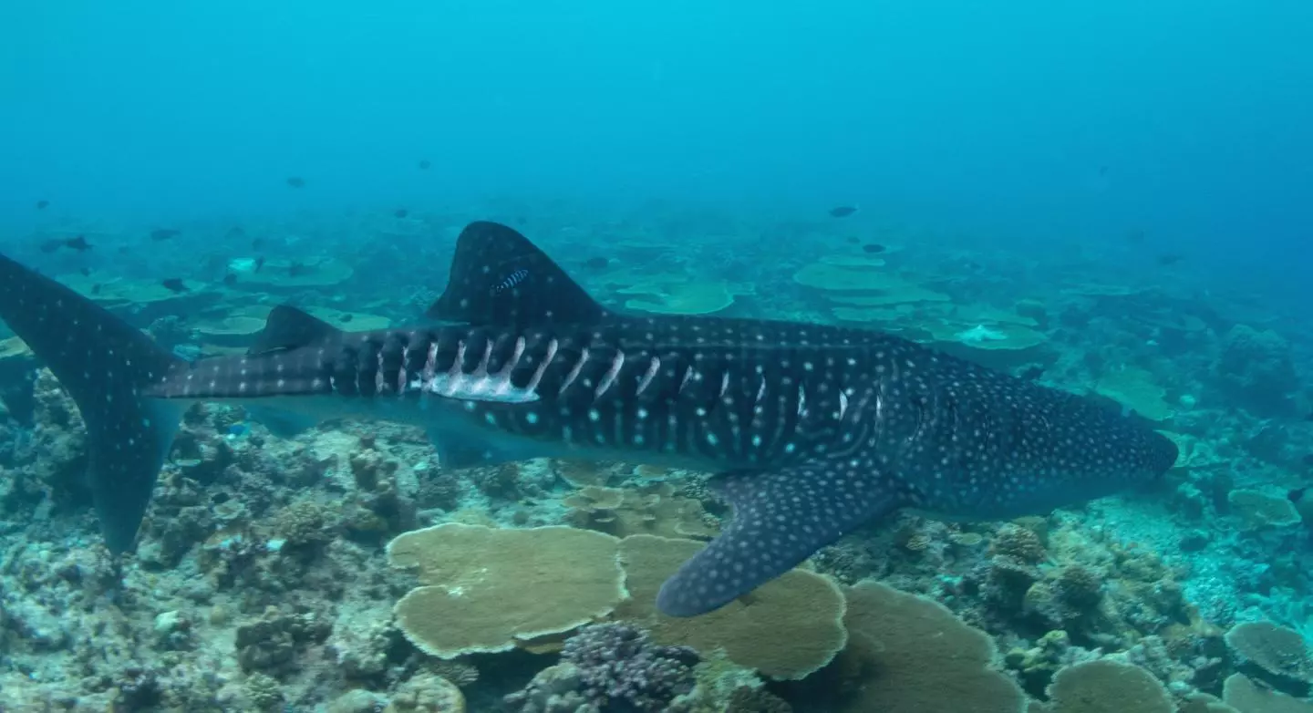Whale shark with a laceration