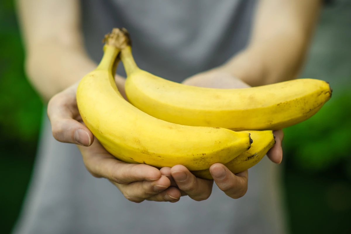 Regulatory appeal: A genetically modified, disease-resistant Cavendish banana plant could soon be commercially approved
