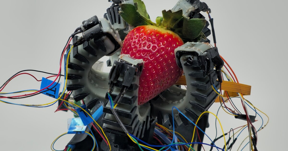 Soft robohand senses produce ripeness for gentle harvesting Soft robohand senses produce ripeness for gentle harvesting