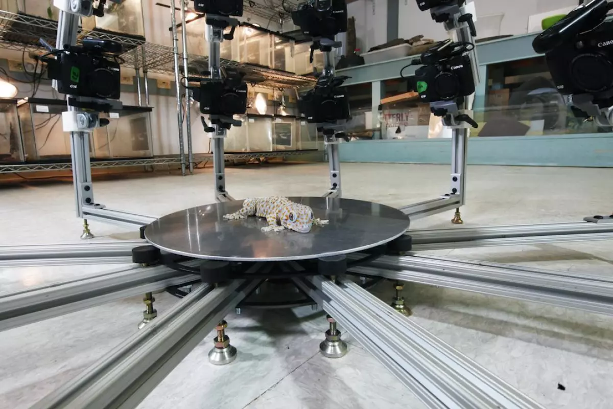 The Digital Life project is aiming to create 3D models of every single species of animal on Earth