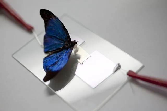 Stanford University's touch-sensitive artificial skin can detect the weight of a butterfly