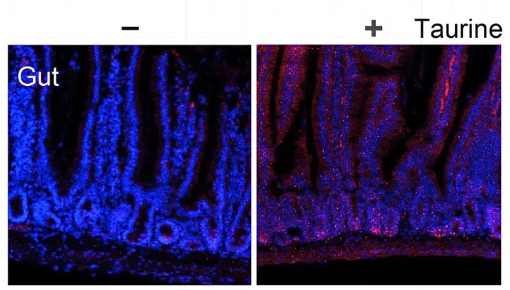 This image shows the effect of taurine supplementation on gut stem cells. The red dots in the image on the right represent taurine-induced rejuvenated tissue.