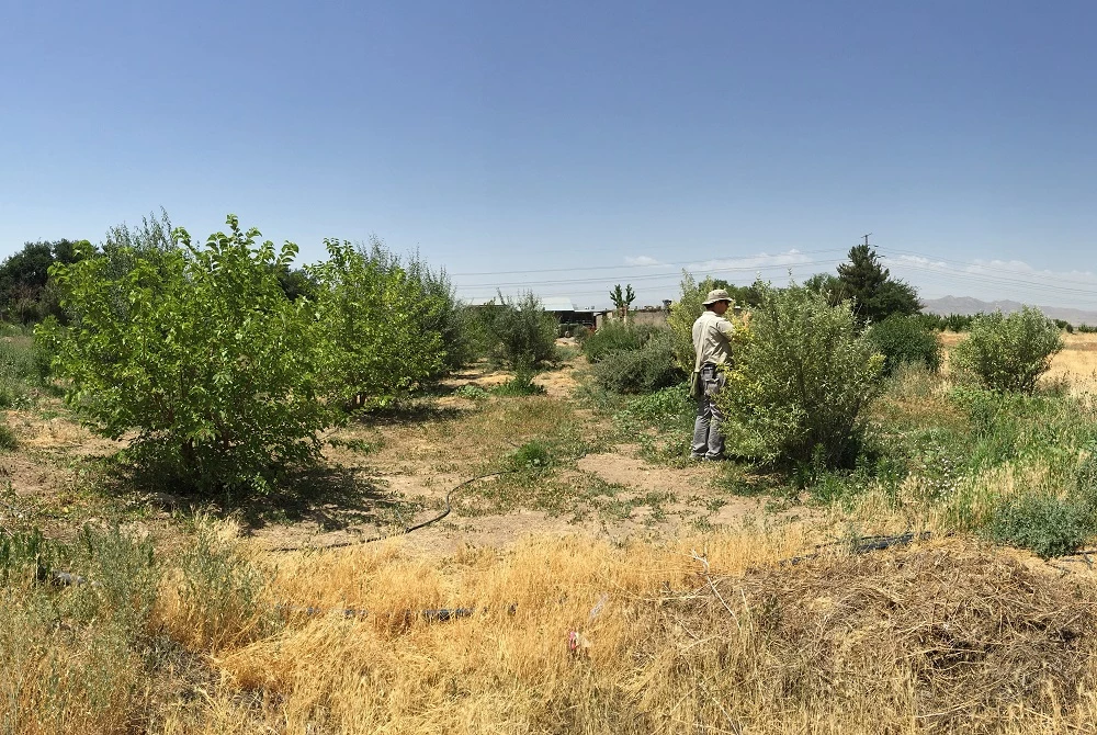 A test plot of Russian olive plants in Iran