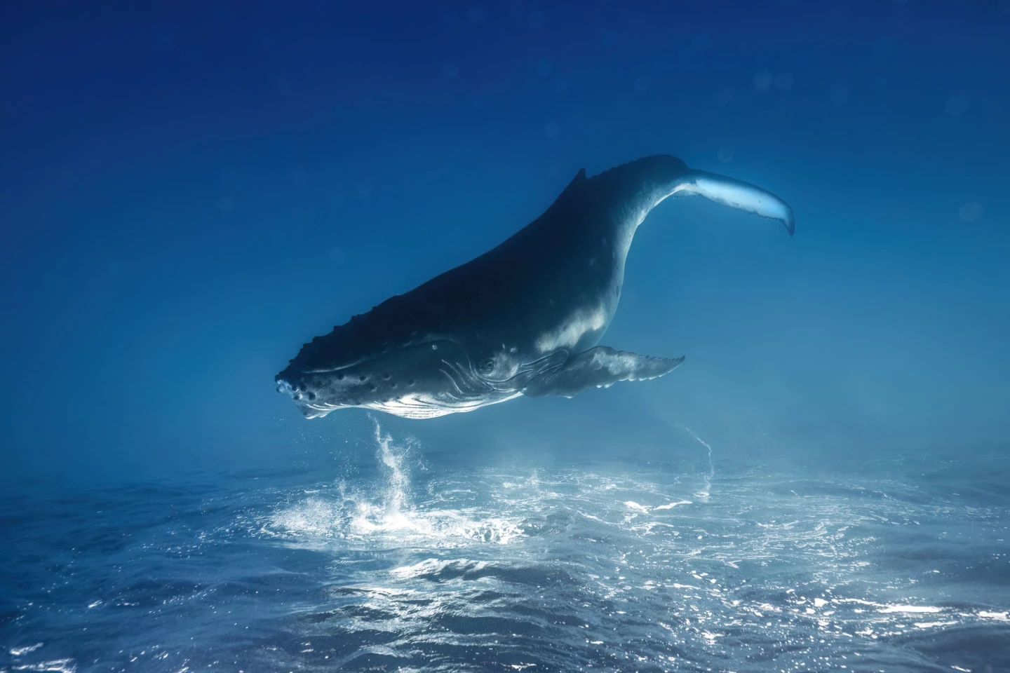 "Whale Dreams" – Remuna Beca (Underwater winner)