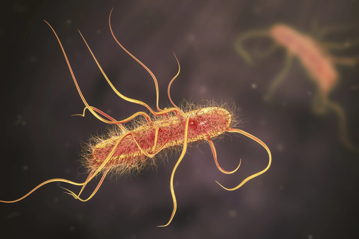 Researchers have engineered a harmless strain of gut bacteria to produce a key drug used to treat Parkinson's disease patients
