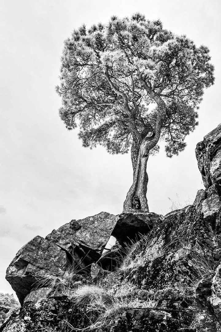 Commended: Sentinel