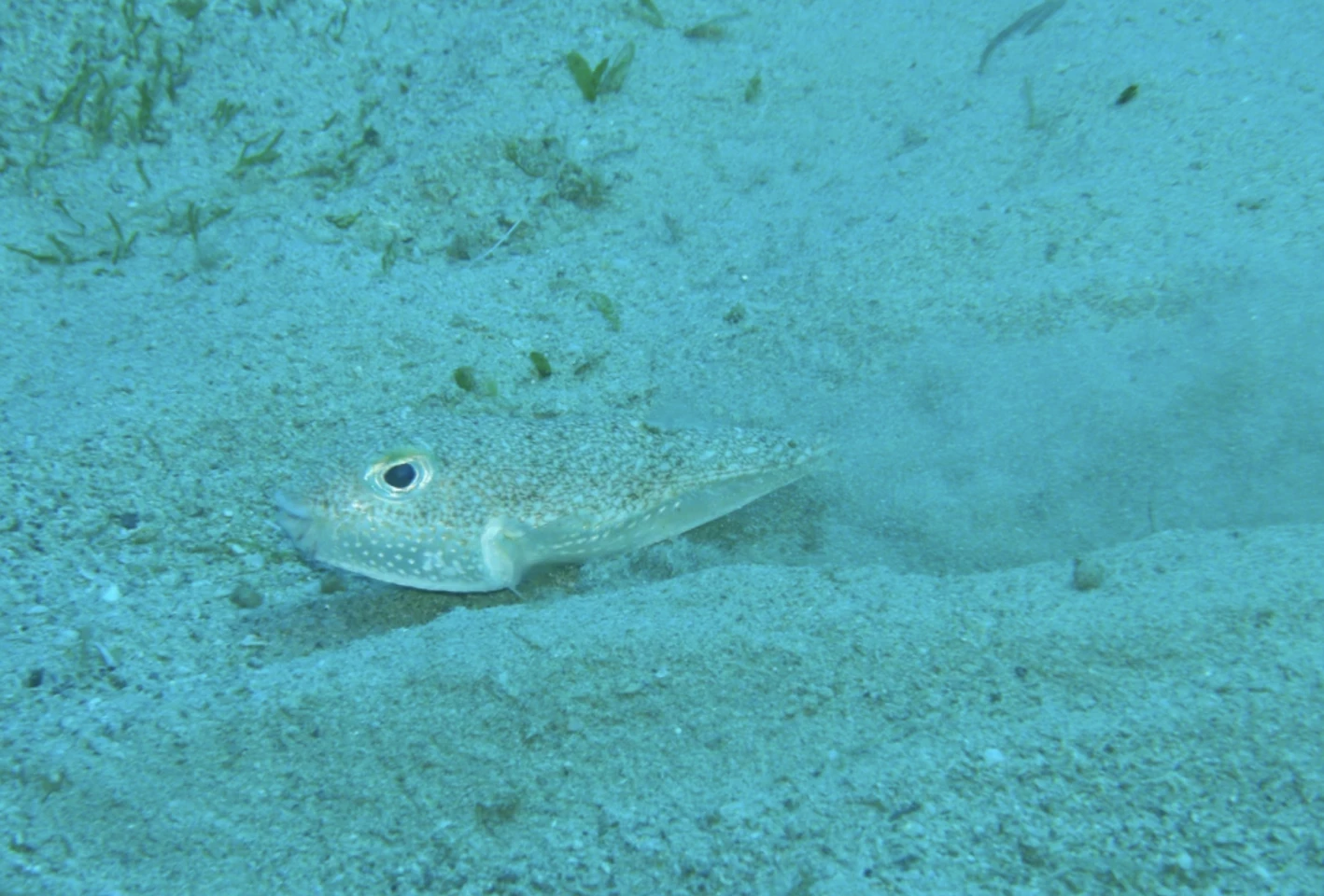 Male Torquigener sp. pufferfish digging a valley with its fins and body