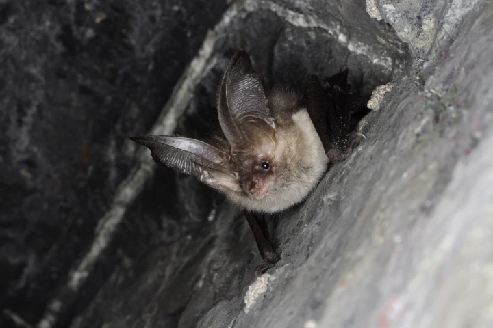 "These new microphones will be incredibly valuable for studying auditory signals at high frequencies, such as the ones used by bats" (Credit: Shutterstock)