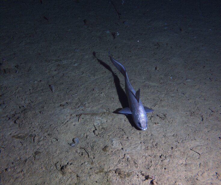 The Benthic Rover II uses onboard cameras to record images of sea life, such as this rattail fish (Coryphaenoides sp.)