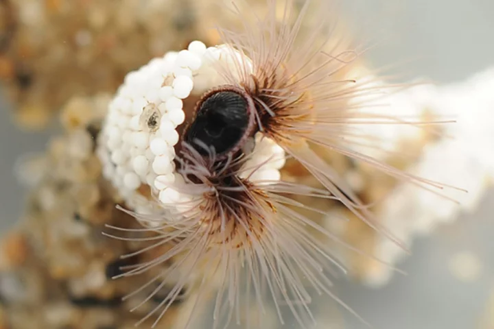 The sandcastle worm has inspired a new form of underwater adhesive